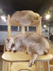 Seoul: Raccoon Cafe