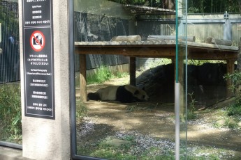 Tokio: Ueno-Zoo Pandabär