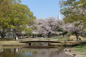 Tokio: Yoyogi-Park