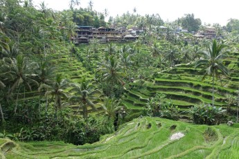 Bali, Tegallalang Rice Terrace