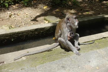 Bali, Ubud, Monkey Forest