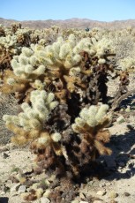 Cholla Cactus Garden Trail